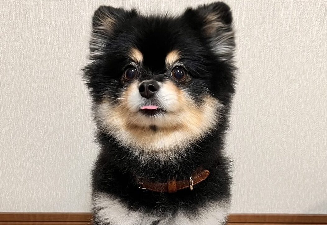 【獣医師監修】その“ぽっちゃり”は危険信号？犬の肥満の基準・リスク・原因・対策を徹底解説