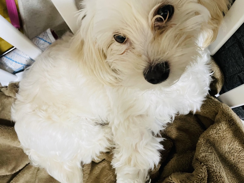 犬の眼瞼内反症とは？原因、症状、治療法を獣医師が解説｜涙やけとの関係も