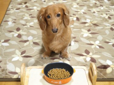 【獣医師監修】犬がご飯を食べない！わがまま？病気？原因と今すぐ試せる対処法を徹底解説