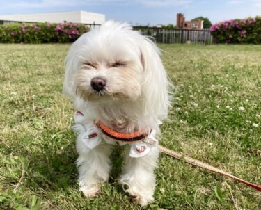 【獣医師監修】犬が散歩で歩かない理由は？病気？わがまま？原因別の正しい対処法を徹底解説