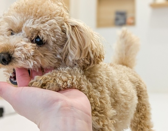 やめさせたい人必見！甘噛みの4大対策