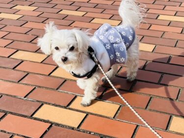 犬の散歩中に立ち止まる理由とは？原因と対処法を徹底解説