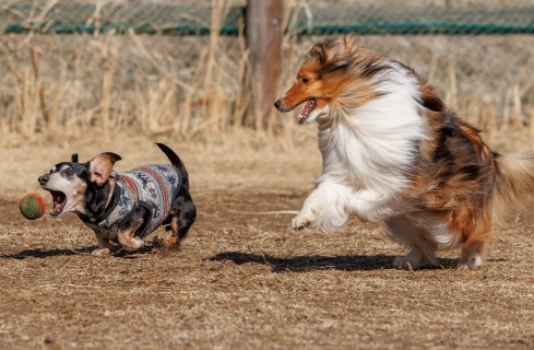 犬の遊び方完全ガイド｜安全に楽しく遊ぶためのコツとNG行動