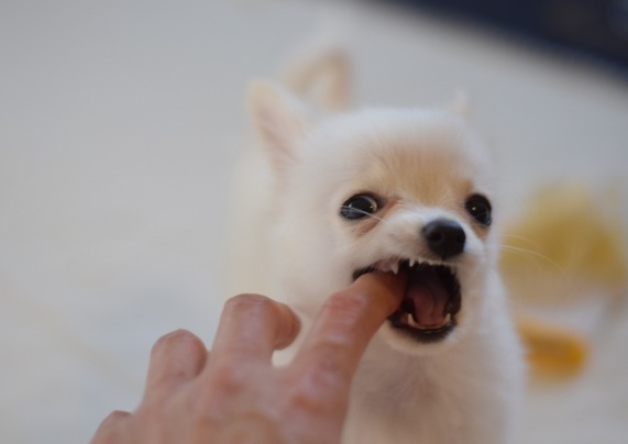 甘噛み＝悪じゃない？犬が噛む5つの理由