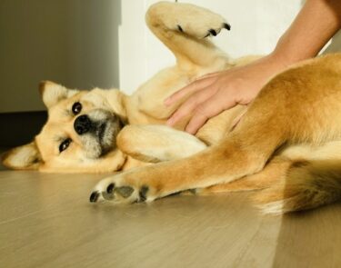 【獣医師監修】愛犬との絆を深める信頼関係の築き方｜初心者でもできる5つの方法と信頼のサイン