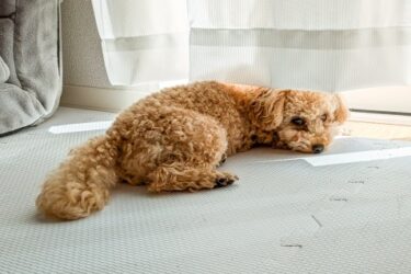犬の留守番環境を徹底解説！安全・快適に過ごすための準備と注意点