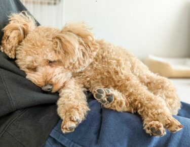 【獣医師監修】絶対やめて！愛犬との信頼関係を壊すNG行動7選｜信頼を取り戻す方法も解説