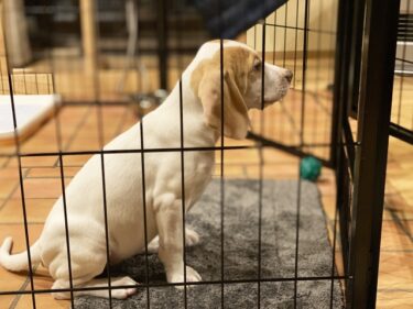 犬の留守番に潜む危険とは？安心して過ごせる環境づくりのポイント