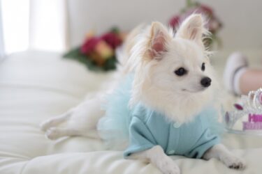 犬の夏服は本当に必要？熱中症・紫外線対策から快適な選び方まで徹底解説