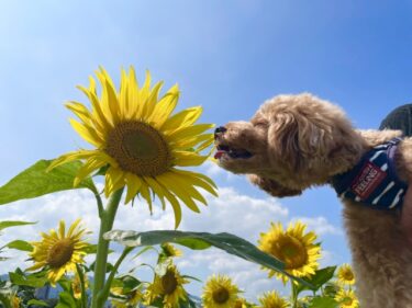 愛犬を猛暑から守る！獣医師監修の犬の暑さ対策【完全ガイド】