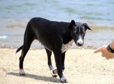 犬の命を守る！夏に絶対NGな行動と熱中症から愛犬を守る対策