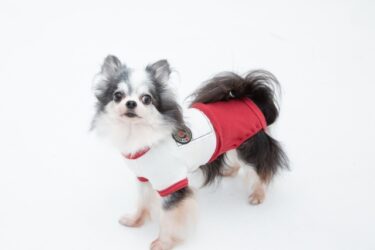 愛犬に夏服は必要？獣医師がメリット・デメリットと正しい選び方を徹底解説