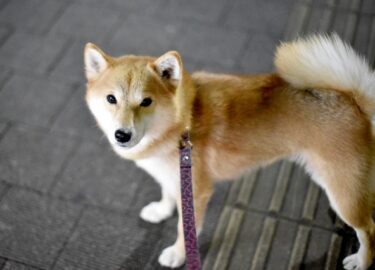 【獣医師監修】犬の夏の散歩は何時からOK？危険な時間帯と熱中症・やけど対策を徹底解説