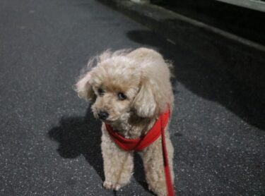 【獣医師監修】犬の夏の運動不足を解消！安全な散歩時間と室内遊びのアイデア10選