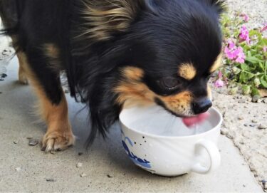 【獣医師監修】犬の脱水症状、見逃さないで！命を守るサインと原因、緊急時の対処法まで徹底解説