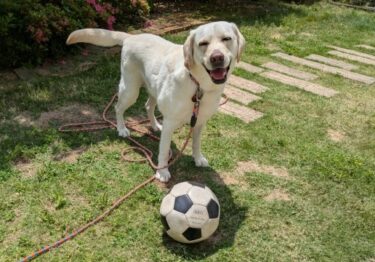 【獣医師監修】犬の夏バテは9月が本番！獣医師が教える危険なサインと対策【完全ガイド】