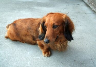 犬の足腰のケア｜獣医師が教える習慣から見直す愛犬の寿命を延ばす方法