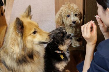 【獣医師監修】犬のしつけ「ごほうび」完全ガイド｜科学的に正しい使い方と依存させない4ステップ