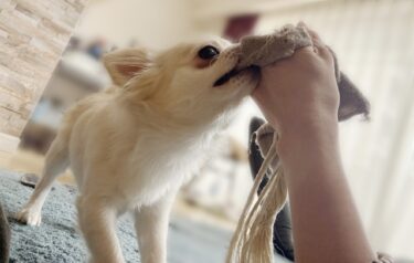 【獣医師監修】犬との信頼関係は遊び方で激変！今日からできる絆を深める5つのコツ