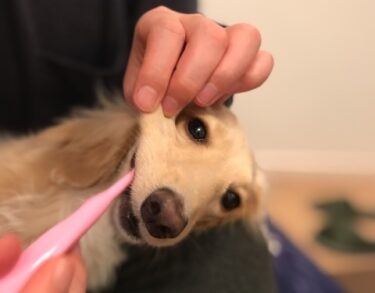 【獣医師監修】犬の歯磨き習慣はなぜ必要？嫌がる子もOK！正しいやり方と習慣化の全ステップ