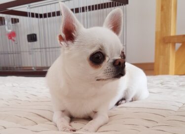 【獣医師監修】犬のお留守番トレーニング完全ガイド｜分離不安を克服し、愛犬の自立を促す科学的ステップ