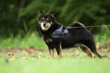 【専門家監修】愛犬の「吠える・唸る」散歩が劇的に変わる！反応性（リアクティビティ）対策完全ガイド
