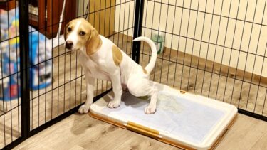 成犬のトイレ失敗、もう悩まない！原因特定から解決策まで完全ガイド