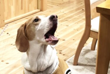 もう「うるさい！」で悩まない。犬の要求吠え、原因はあなたの「NG行動」かも？科学的しつけ完全ガイド