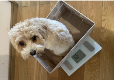 【獣医師監修】犬の「BCSチェック」でわかる！ごはんの量と適正体重の見極め方・健康ダイエット完全ガイド