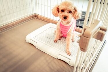 【獣医師監修】犬のトイレ失敗、叱るのは絶対NG！