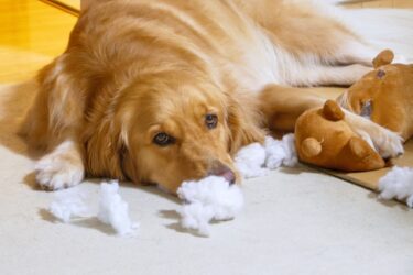 もう「悪い子」なんて言わせない。愛犬のいたずらが教えてくれる本当の気持ちと、絆を深める解決策