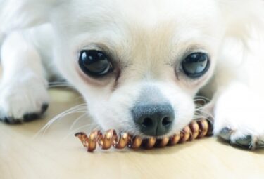 もう叱りたくない！愛犬の家具へのいたずら（噛む・引っ掻く）をやめさせる科学的アプローチ