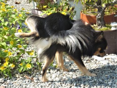 【獣医師監修】犬の室内マーキング対策大全｜叱るのはNG！原因解明からニオイを断つ掃除法・行動矯正まで徹底解説