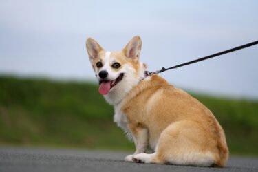 もう腕が限界…!犬の散歩中の興奮（引っ張り・吠え）を鎮め、楽しい時間を取り戻すための完全ガイド