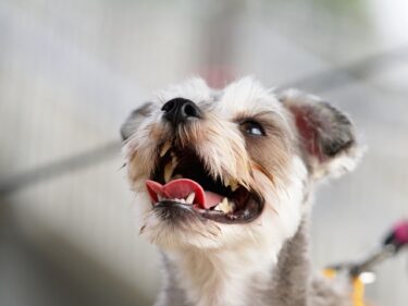 【獣医師・専門家監修】犬の無駄吠え、叱る前に読んで。吠える本当の理由と今日からできる原因別しつけ法