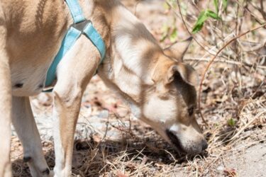 愛犬の拾い食いをゼロに！獣医師とトレーナーが教える安心散歩の秘訣