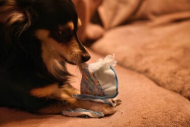 「なぜ？」から始める、愛犬の心のSOSの読み解き方