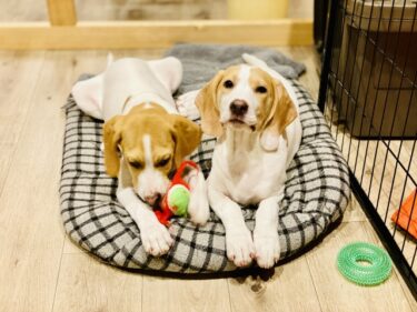 【獣医師・専門家監修】犬の留守番トレーニング完全ガイド｜分離不安の原因から段階的ステップ、成功のコツまで徹底解説