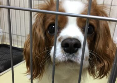 愛犬の「お留守番」が辛いのはなぜ？分離不安による無駄吠えを見分けるサインと今日からできる対策