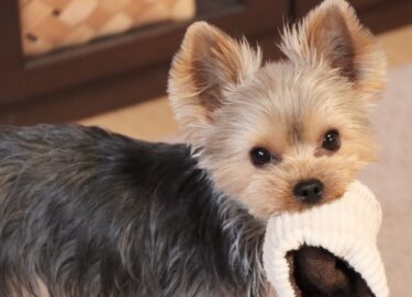 犬のいたずらには理由がある？原因と対策を獣医師が解説【プロが教える改善ガイド】