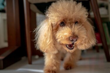 来客時の犬の吠え・興奮・ビビリを科学で解決！脳の仕組みから学ぶ「3つの感情別」対処法完全ガイド