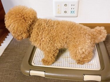 【獣医師監修】犬のトイレ失敗は病気のサイン？急な粗相の原因を見極める3ステップと対処法