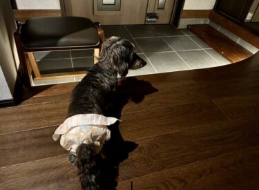 留守番中の破壊・無駄吠えは「寂しい」からじゃない。科学で紐解く犬の分離不安と、今日からできる3つの処方箋