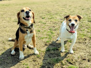 【獣医師監修】犬の多頭飼いガイド｜後悔しないための獣医師推奨「4つの壁」と失敗しない迎え方
