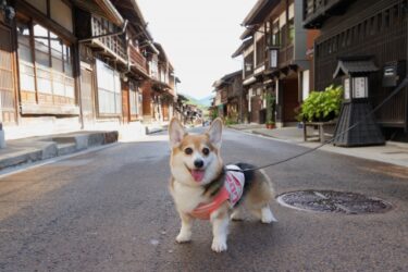 「良かれと思って」が逆効果に？ 犬との旅行で初心者がやりがちな 「しつけの落とし穴」と専門家のアドバイス