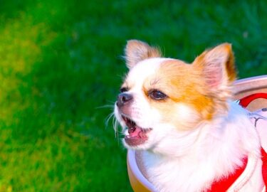 【完全保存版】「無視」も「叱る」も失敗だったあなたへ。最新科学が解明する無駄吠え対策の「正解」