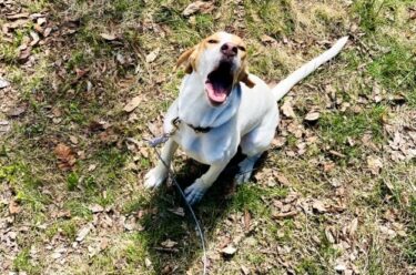 【獣医師監修】犬の「無駄吠え」をやめさせる！原因別・シーン別対策