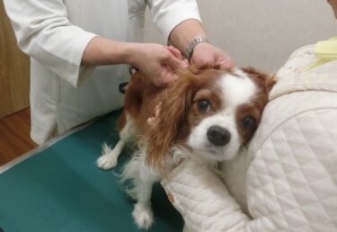 犬の混合ワクチンは毎年必要？獣医師が解説するワクチンの種類・頻度と最新の考え方