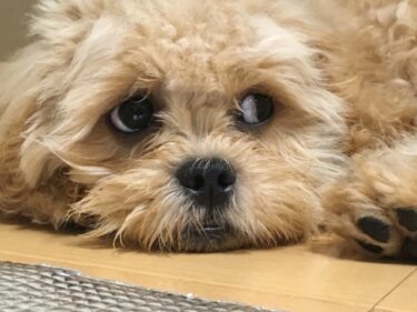 【獣医行動学が解明】良かれと思ってやっていない？科学が証明する「犬を混乱させる」飼い主の行動と心理