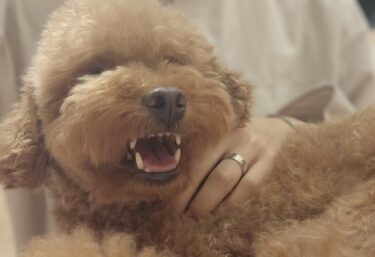 【決定版】愛犬の無駄吠え対策は「6ヶ月」が勝負！脳科学で紐解く、挫折しない長期計画